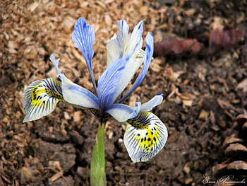 Plants, Flowers HD wallpaper