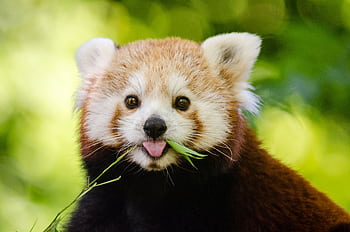 Close-up of a cute red panda chewing bamboo in a lush green environment. Perfect wildlife . HD wallpaper