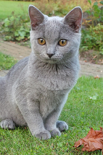 Chartreux Cat, Mesmerizing eyes, Fluffy coat, Resembles Russian Blue HD phone wallpaper