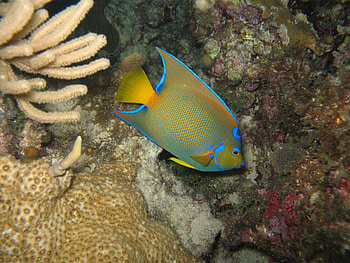 Angelfish , Stunning visuals, Aquatic beauty, Vibrant screens HD wallpaper