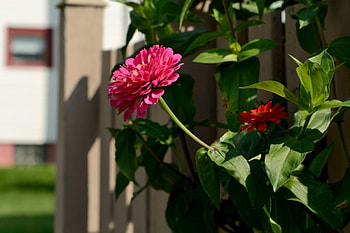 Nosy Little Posy, flower fence, pretty flower, pretty posy, posy HD wallpaper
