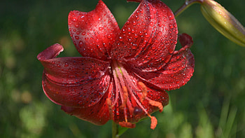 Flowers, Drops, Flower, Lily, Dew, Stamen HD wallpaper