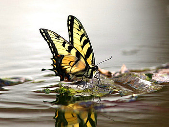 Water wings, black, butterfly, Swallowtail, yellow, water HD wallpaper