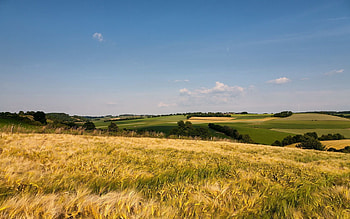 Nature, Grass, Summer, Field, Ears, Spikes, Expanse, Open Spaces HD wallpaper