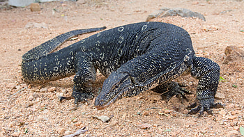 Comodo dragon, South Asian lizard, Nature tourism, Fascinating wildlife HD wallpaper