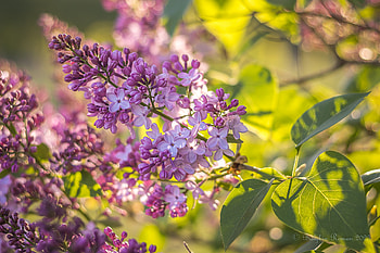 Radiant Lilac Blossoms: Stunning Nature, nature, lilac HD wallpaper