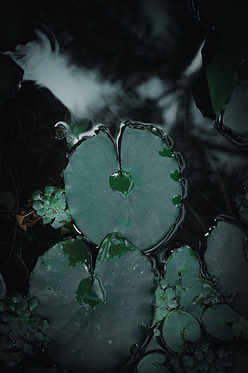 Nature, Water, Leaves, Moisture HD phone wallpaper