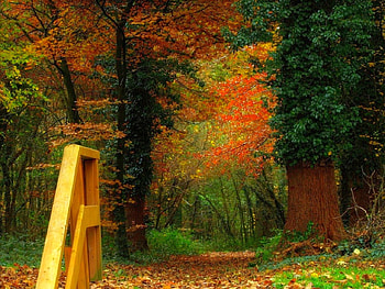 Colors of Autumn, autumn, colors, beautiful HD wallpaper