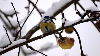 Animals, Winter, Snow, Branch, Bullfinch HD wallpaper