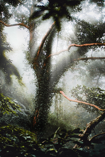 Plants, Nature, Wood, Tree, Sunlight, Jungle HD phone wallpaper