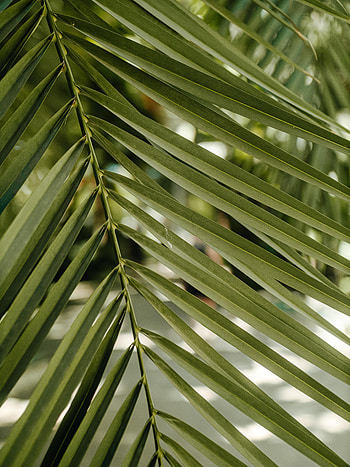Nature, Sheet, Leaf, Stem, Stalk HD phone wallpaper