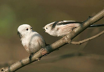Birds Arguments, cute, birds, arguments HD wallpaper