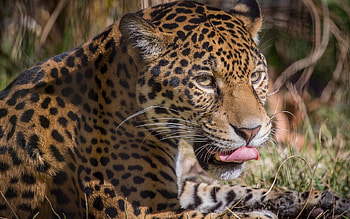 Animals, Leopard, Predator, Big Cat, Licks, Licked HD wallpaper