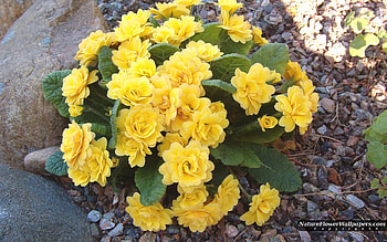 Yellow Primula, leaves, primula, pretty, petals, yellow, flower, bunches, nature HD wallpaper