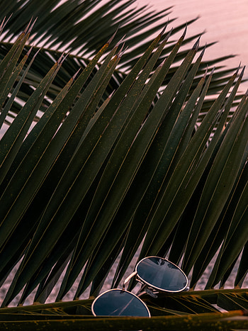 Leaves, Miscellanea, Miscellaneous, Palm, Branches, Glasses, Spectacles, Sunglasses HD phone wallpaper