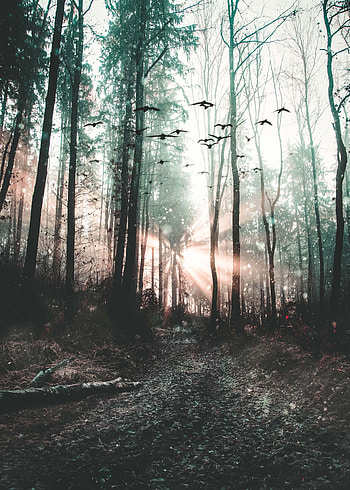 Nature, Birds, Trees, Forest, Fog, Mystical, Mystic HD phone wallpaper