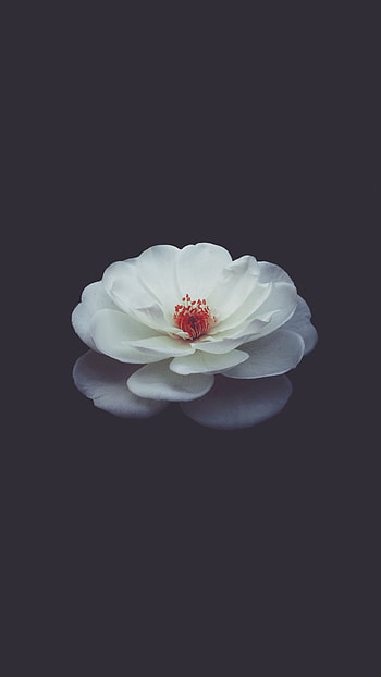 Flowers, Rose Flower, Rose, Petals, Bud, Black Background HD phone wallpaper