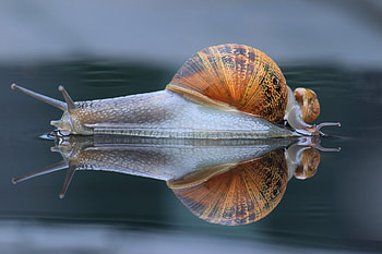 Snail, animal, reflection, house HD wallpaper