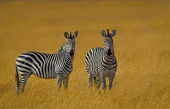 Animal, zebra HD wallpaper