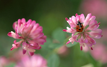 Macro, Insect, Ladybug, Ladybird, Crawl, Clover HD wallpaper