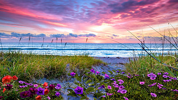Morning Glory at Dawn, Florida, sea, landscape, clouds, colors, sky, sunrise, beach, usa, flowers HD wallpaper