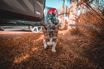 Animals, Grass, Cat, Sight, Opinion, Stroll HD wallpaper