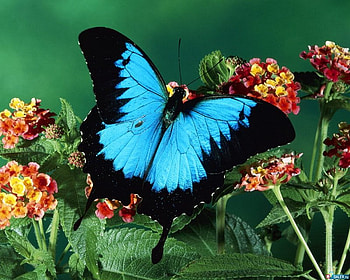Butterflie, blue, flowers, black, yellow HD wallpaper