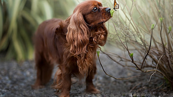 King Charles Spaniel Dog Puppy Is Seeing Butterfly Standing In Blur Background Dog HD wallpaper