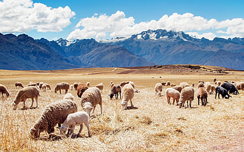 Peru mountain landscape, Nature animals, Sheep HD wallpaper