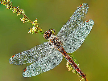 Crystal Wings, wings, cool, crystal HD wallpaper