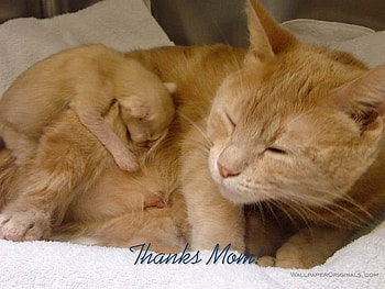 Thanks Mom ;), kitten, sunshine, cats, fragile, orange, little, animals, love, mom, mother, forever, tiny HD wallpaper