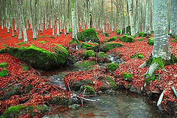 Red Leaves, leaves, , red, cool, autumn HD wallpaper