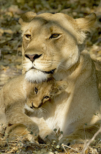 Animals, Young, Lion, Predator, Lioness, Joey, Lion Cub HD phone wallpaper