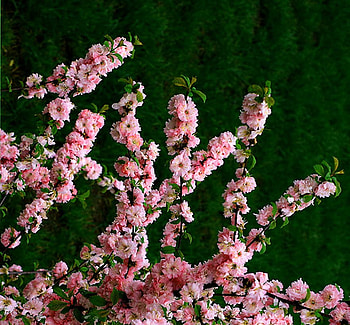 pink branches, pink, green, branches, nature, spring HD wallpaper