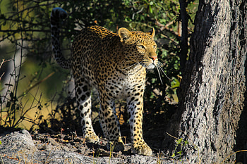 Animals, Leopard, Predator, Big Cat, Animal HD wallpaper
