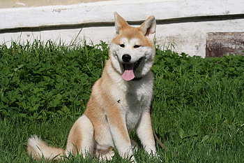 Hokkaido Dog, Christopher simpson, Akita dog HD wallpaper