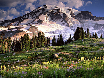 Nature, Flowers, Trees, Stones, Mountains, Polyana, Glade, Washington HD wallpaper