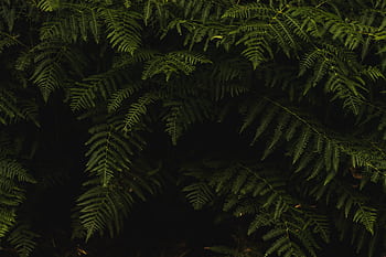 Close-up view of lush green fern leaves creating a natural background pattern. HD wallpaper