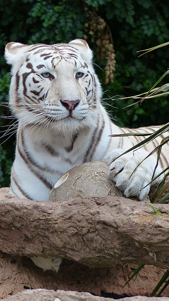 White Tiger, Bengal Tiger, King Tiger HD phone wallpaper