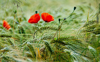 Plants, Flowers, Poppies HD wallpaper