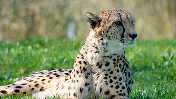 Relaxed cheetah, Lush green grass, Peaceful scenery, Wildlife observation HD wallpaper