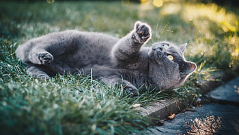 Playful, British Shorthair HD wallpaper