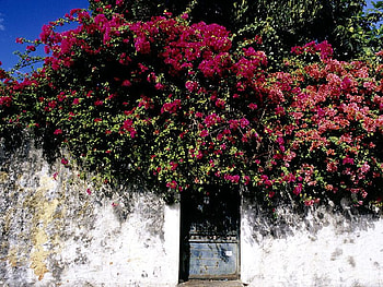 paysage, flowers, house HD wallpaper