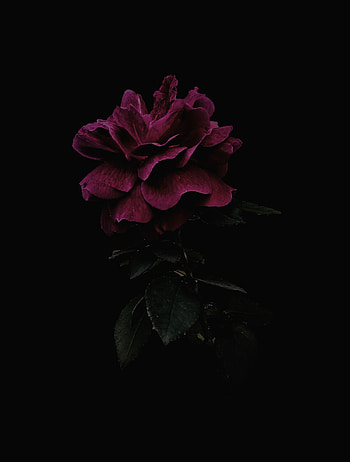 Pink, Flower, Dark, Rose Flower, Rose HD phone wallpaper