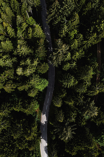 Road through woods, aerial view, trees, Black Forest, Germany HD phone wallpaper