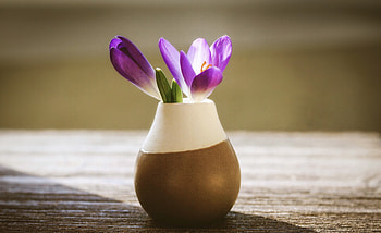 Flower pot, crocus HD wallpaper