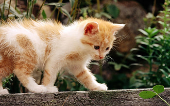 Exploring the world, animal, kitten, cute, cat, pet HD wallpaper