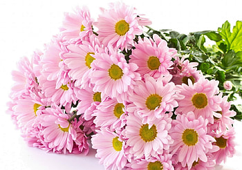 DAISIES, PETALS, LEAVES, NATURE, COLORS HD wallpaper