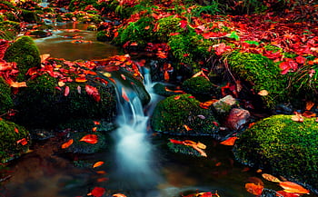 Vibrant fall leaves and mossy rocks along a flowing stream in Allentown, PA. HD wallpaper