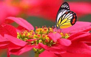 Butterfly, animal, flower, insect HD wallpaper